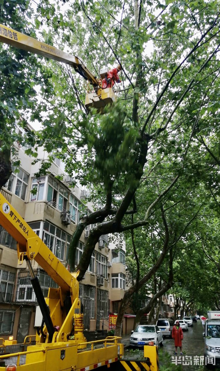 车手|李沧区万年泉路、虎山路等路段 众多行道树被大风吹倒