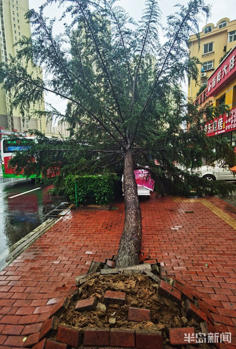 车手|李沧区万年泉路、虎山路等路段 众多行道树被大风吹倒