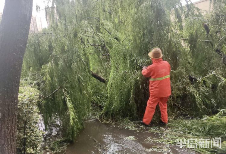 车手|李沧区万年泉路、虎山路等路段 众多行道树被大风吹倒