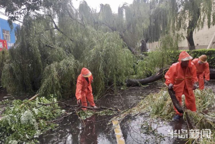 车手|李沧区万年泉路、虎山路等路段 众多行道树被大风吹倒
