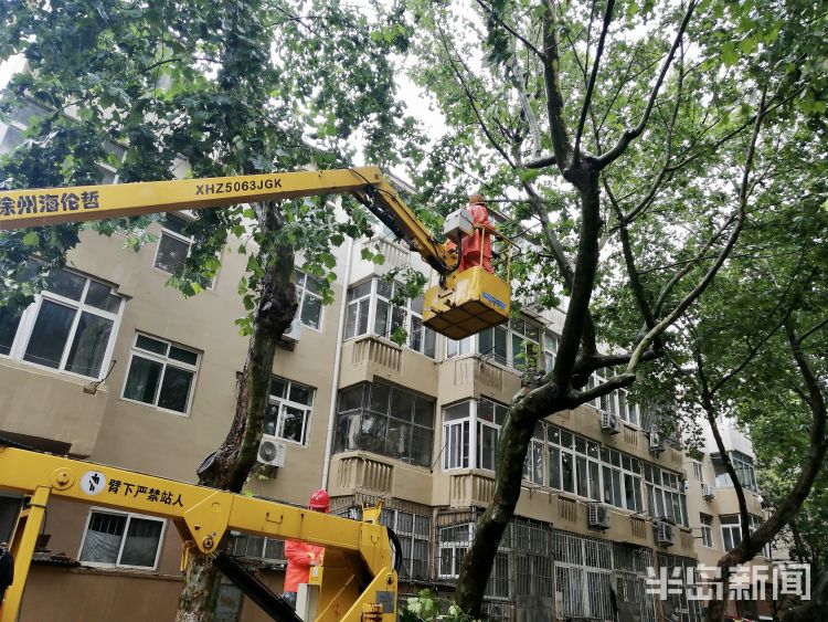 车手|李沧区万年泉路、虎山路等路段 众多行道树被大风吹倒