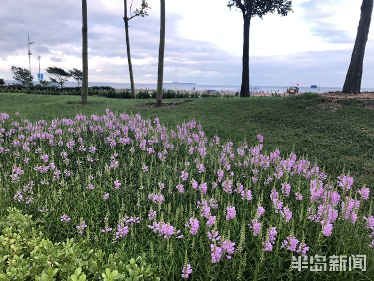 暴风雨|白浪缱绻海风习习 青岛西海岸新区金沙滩景区暴风雨后风景依旧