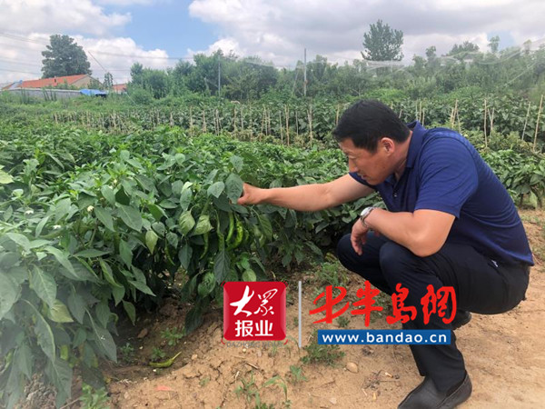 胶州|胶州退伍军人孙先军：扑下身子带领村民走向致富路