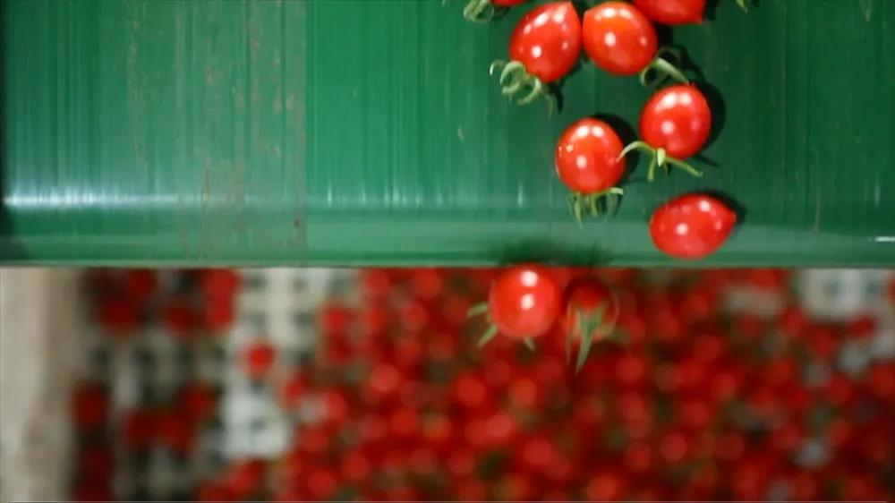 |我们的网红村——小小西红柿为何吸引年轻人纷纷返乡创业？