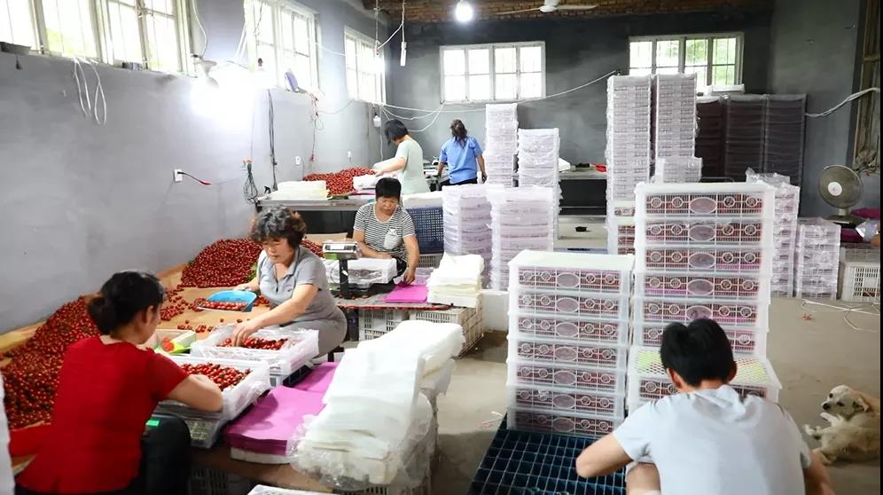 |我们的网红村——小小西红柿为何吸引年轻人纷纷返乡创业？