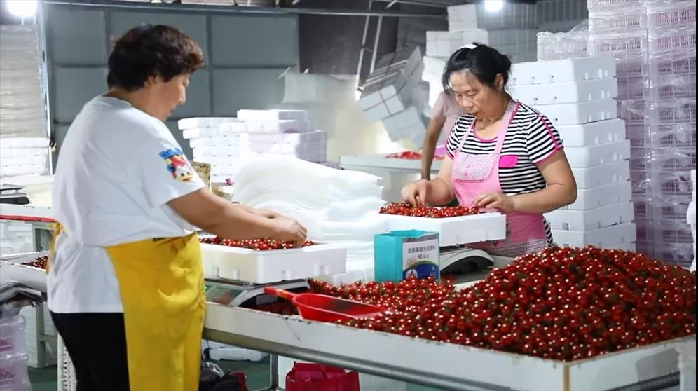 |我们的网红村——小小西红柿为何吸引年轻人纷纷返乡创业？