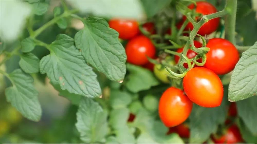 |我们的网红村——小小西红柿为何吸引年轻人纷纷返乡创业？