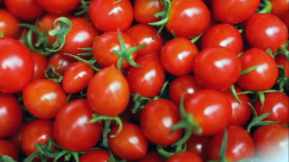 |我们的网红村——小小西红柿为何吸引年轻人纷纷返乡创业？