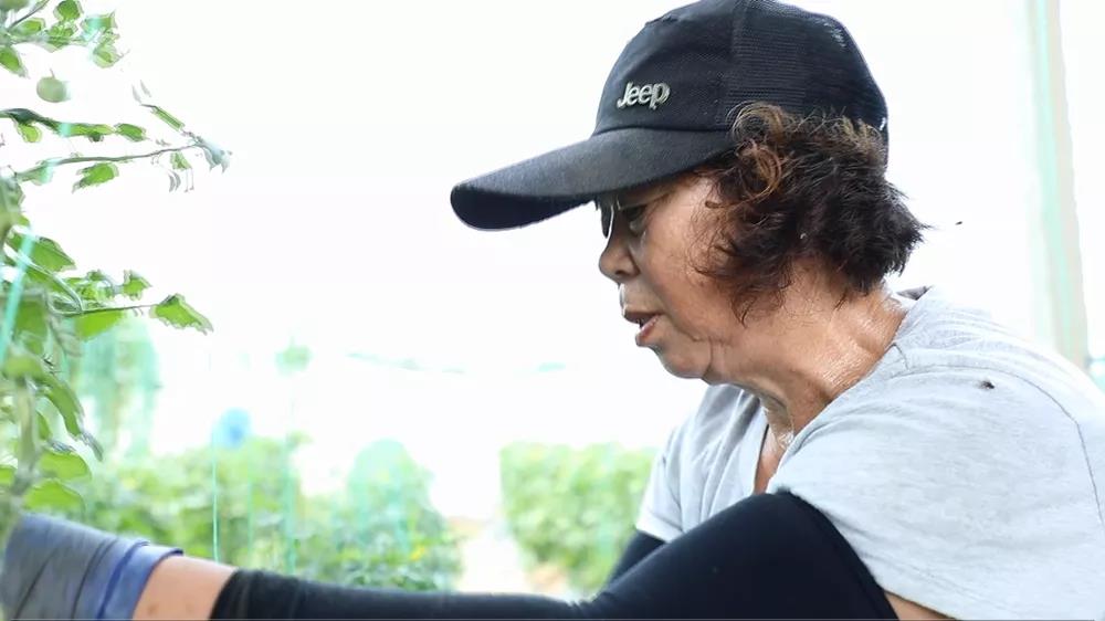 |我们的网红村——小小西红柿为何吸引年轻人纷纷返乡创业？