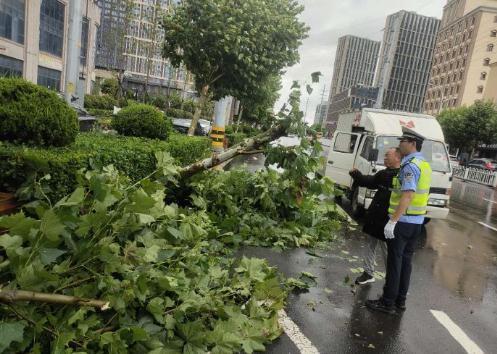 刮倒|风雨刮倒路边大树 即墨交警紧急处置排除险情