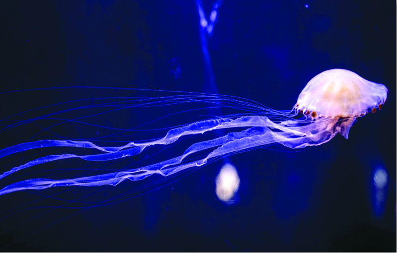 |青岛水族馆耗时十年采集近两万只水母 发现28个种类