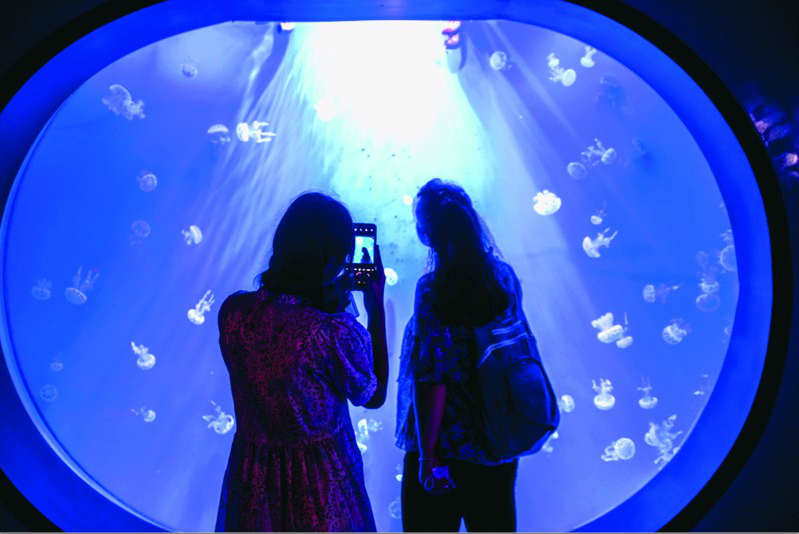 |青岛水族馆耗时十年采集近两万只水母 发现28个种类