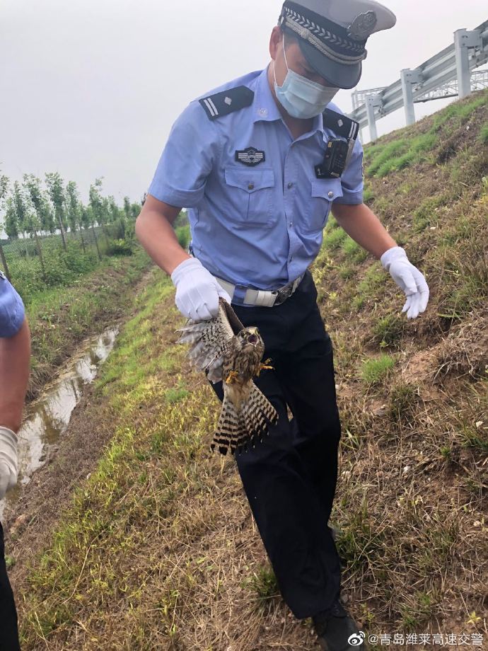 小萌物|高速应急车道发现“小萌物”民警及时出手救助