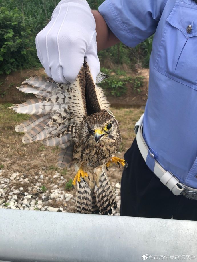 小萌物|高速应急车道发现“小萌物”民警及时出手救助