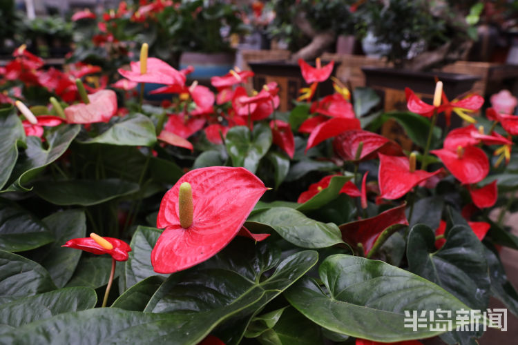 花市|价格吸引不少“老花友” 花店老板：今年买花格外“物有所值”