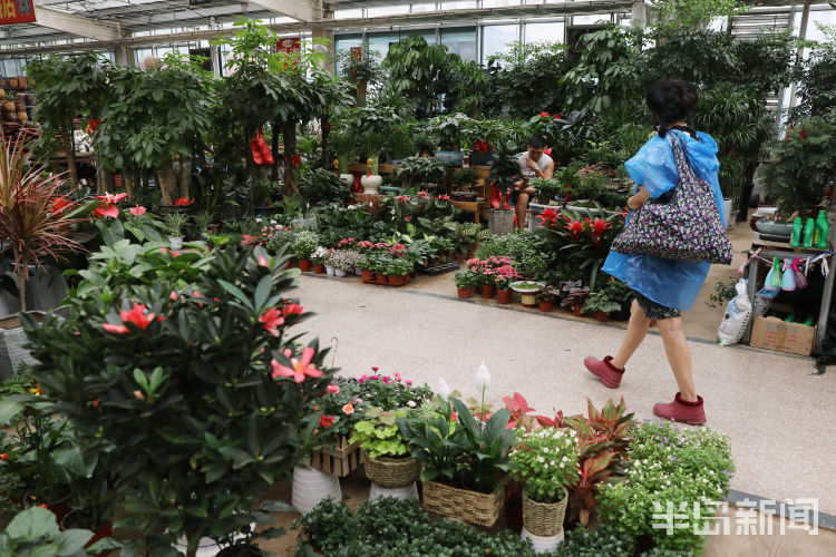 花市|价格吸引不少“老花友” 花店老板：今年买花格外“物有所值”