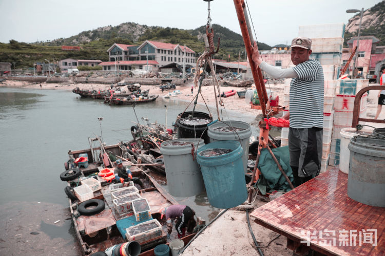 海蜇|一船三千斤 黄山海蜇迎丰收