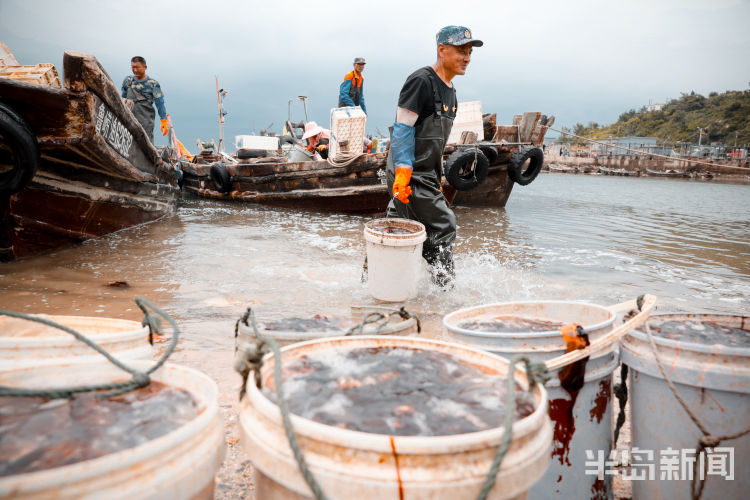 海蜇|一船三千斤 黄山海蜇迎丰收