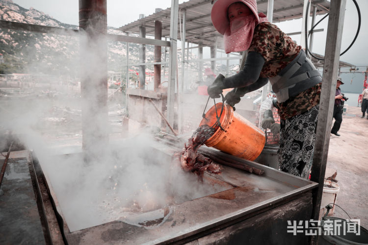 海蜇|一船三千斤 黄山海蜇迎丰收
