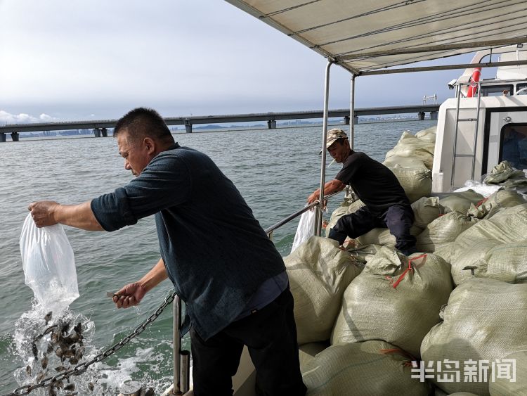 万尾|历年来数量最多 159万尾鱼苗“安家”胶州湾