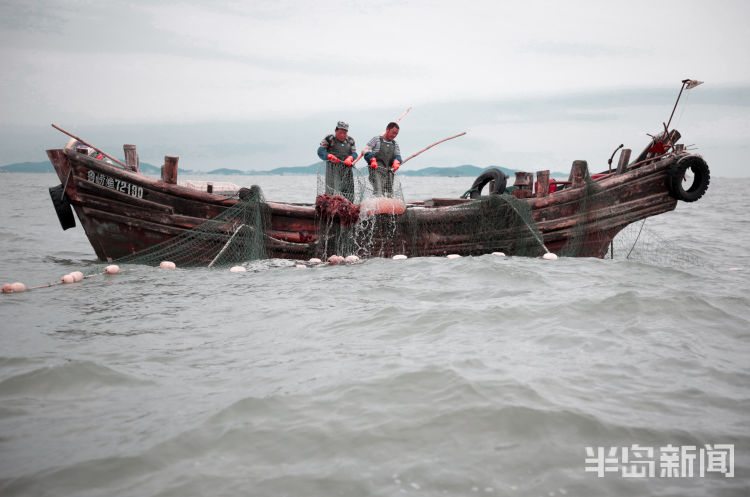 海蜇|海蜇美食节开幕 海蜇丰收崂山东侧海域渔民捕捞忙