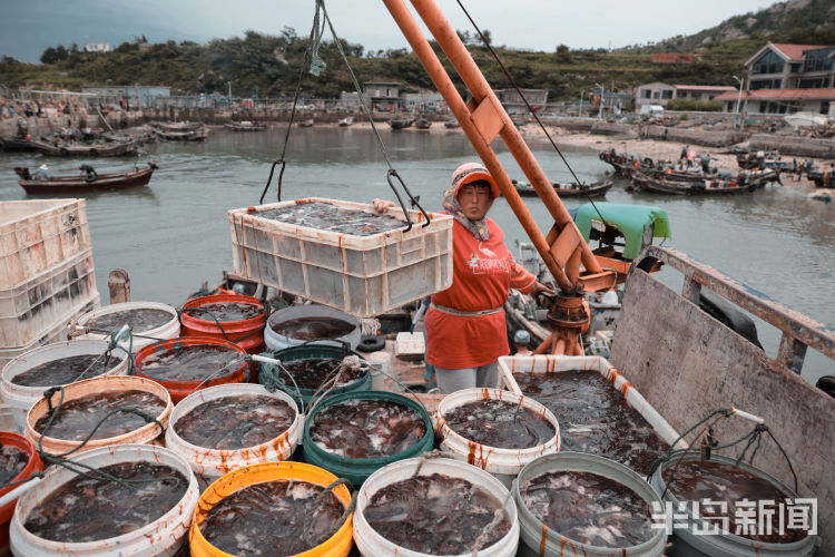 海蜇|海蜇美食节开幕 海蜇丰收崂山东侧海域渔民捕捞忙