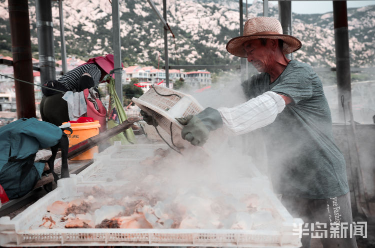 海蜇|海蜇美食节开幕 海蜇丰收崂山东侧海域渔民捕捞忙