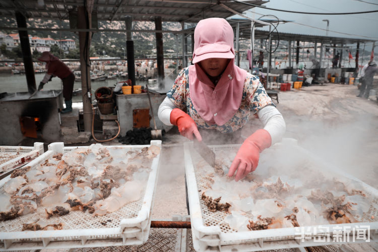 海蜇|海蜇美食节开幕 海蜇丰收崂山东侧海域渔民捕捞忙