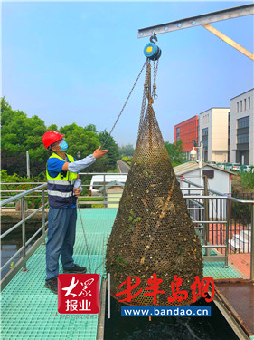 |战高温“以汗洗水”青岛水务集团日污水处理量再破记录