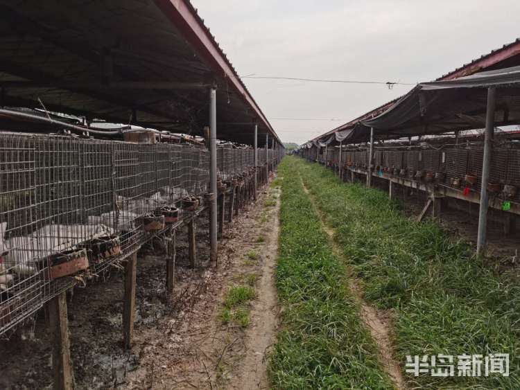 在养禁食陆生野生动物处置“窗口期” 青岛部分养殖户欲转型