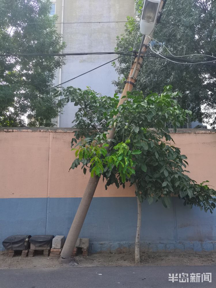 折倒|即墨区蓝鳌路考院村建新街上多根水泥通讯线杆同时折倒 严重影响居民通行