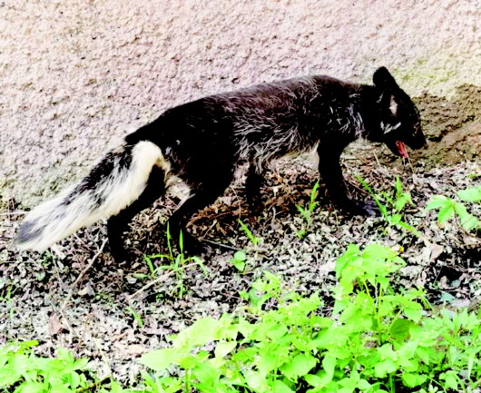 |银黑狐现崂山 专家：它腿部已受伤 可能具有攻击性