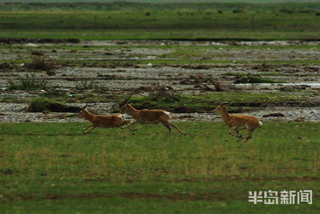 留沙|上青藏高原 看海北变化⑤丨沙漠治沙，为何还要留沙？