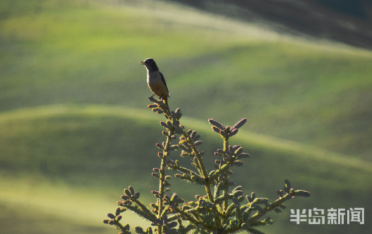 留沙|上青藏高原 看海北变化⑤丨沙漠治沙，为何还要留沙？