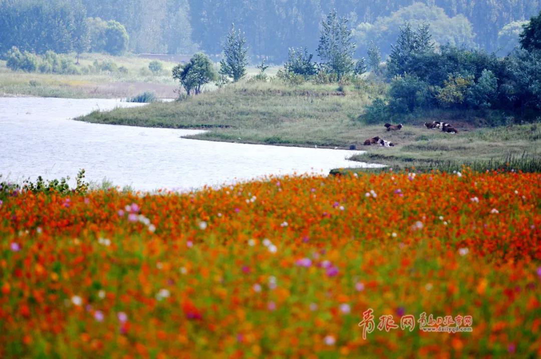 |绝美！青岛这个“人间秘境”藏不住了