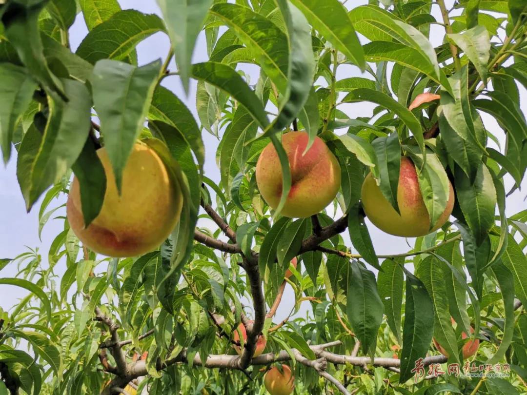 |绝美！青岛这个“人间秘境”藏不住了