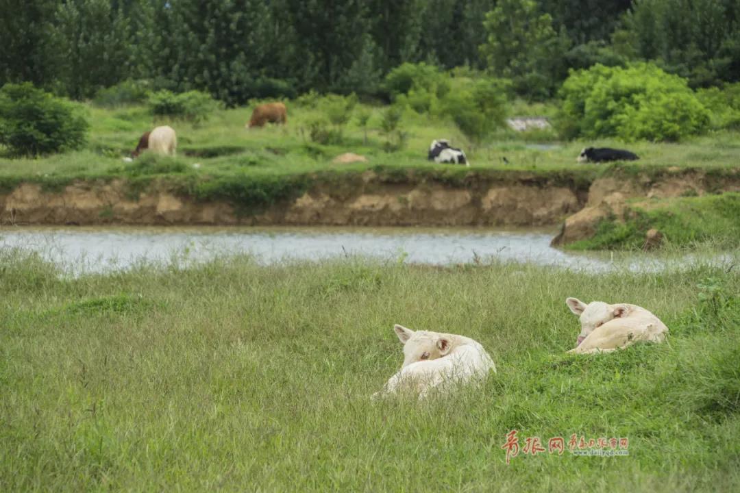 |绝美！青岛这个“人间秘境”藏不住了