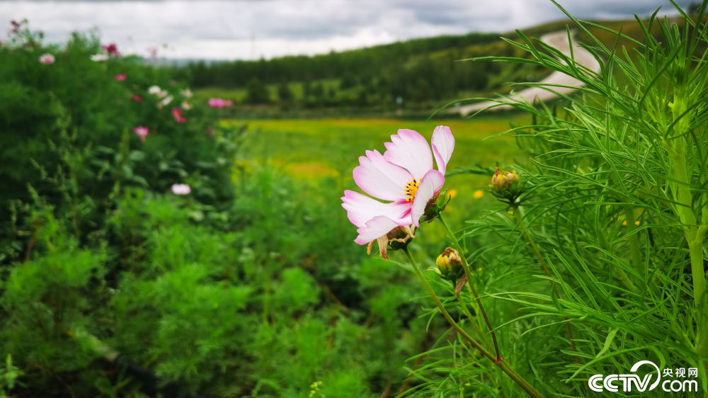 |幸福花开新边疆：额尔古纳湿地一角 绿意尽染山河远阔