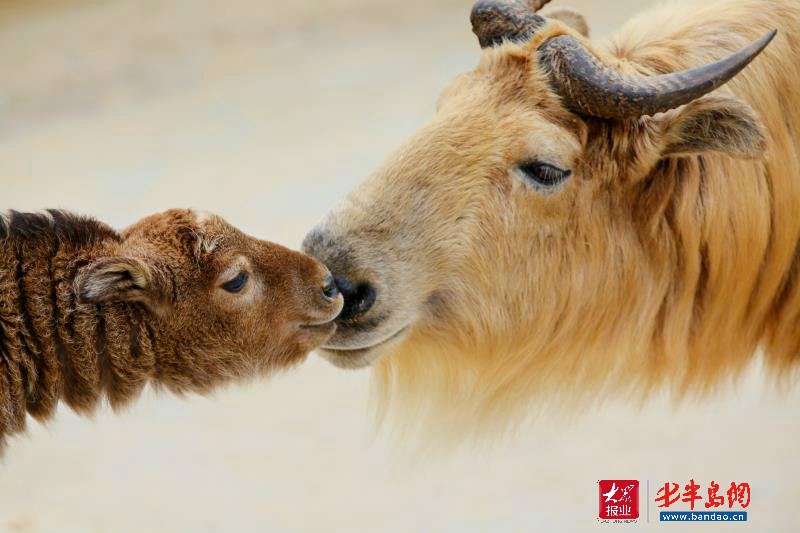 |暑期旅游旺季潍坊人去哪儿嗨？记者带你“乘风破浪”玩转威海