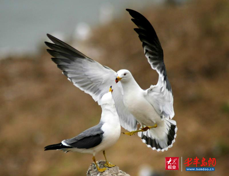 |暑期旅游旺季潍坊人去哪儿嗨？记者带你“乘风破浪”玩转威海