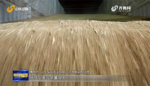 |优质优价是“硬道理” 山东推动粮食生产高质量发展