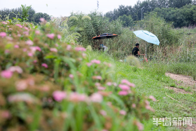 垂钓|青岛白沙河流亭机场附近 不少钓友岸边垂钓