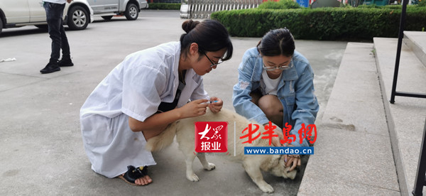 青岛|青岛胶州：35600犬只免费接种狂犬疫苗