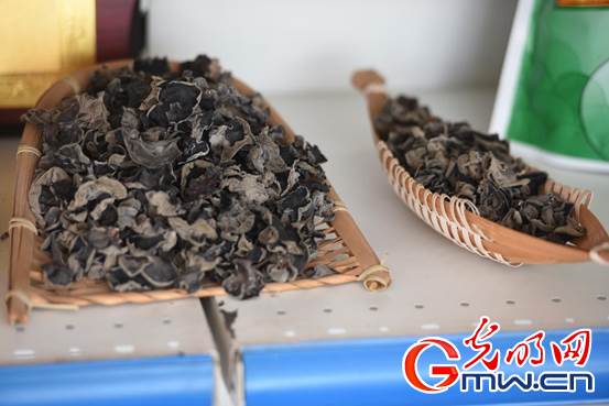 |【幸福花开新边疆】内蒙古扎兰屯：小木耳做出大文章 黑牡丹开出致富梦