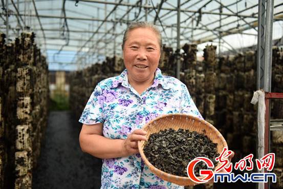 |【幸福花开新边疆】内蒙古扎兰屯：小木耳做出大文章 黑牡丹开出致富梦