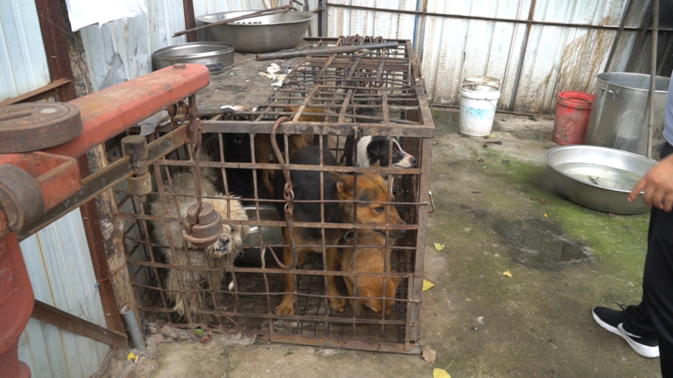 屠狗|记者直击即墨屠狗黑窝点救狗现场：泼水、抡铁锨、夺相机……志愿者遭遇狗贩夫妇“全武行”