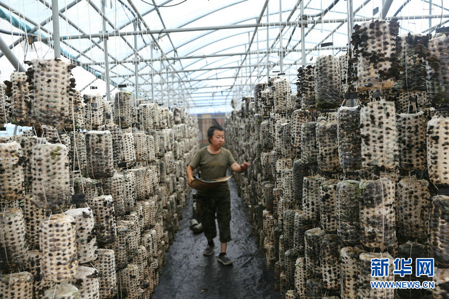 |【幸福花开新边疆】一把木耳