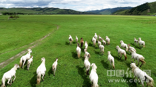 |【幸福花开新边疆】航拍乌兰毛都草原 看骏马奔腾