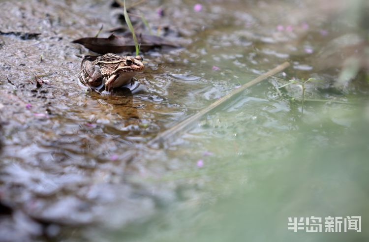 李村|漫步李村河畔，听取蛙声一片