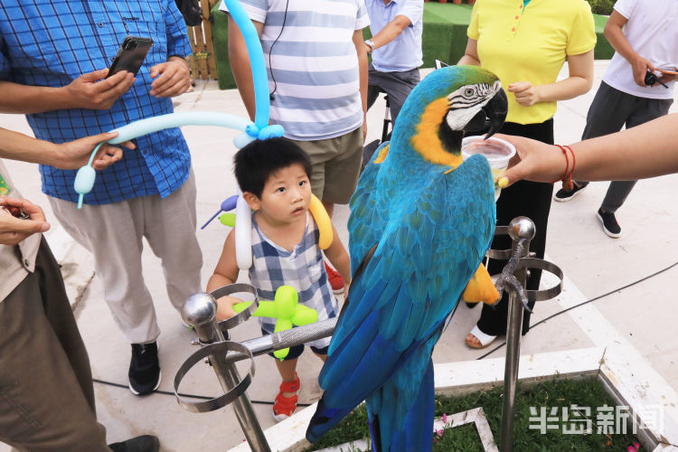 玩转|好吃又好玩 孩童玩转青岛西海岸新区金沙滩啤酒城